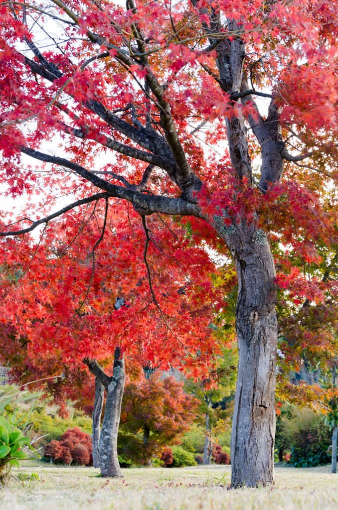 公園の秋