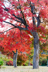 公園の秋