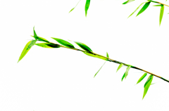 緑