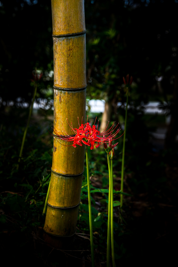 竹と彼岸花