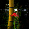 竹と彼岸花