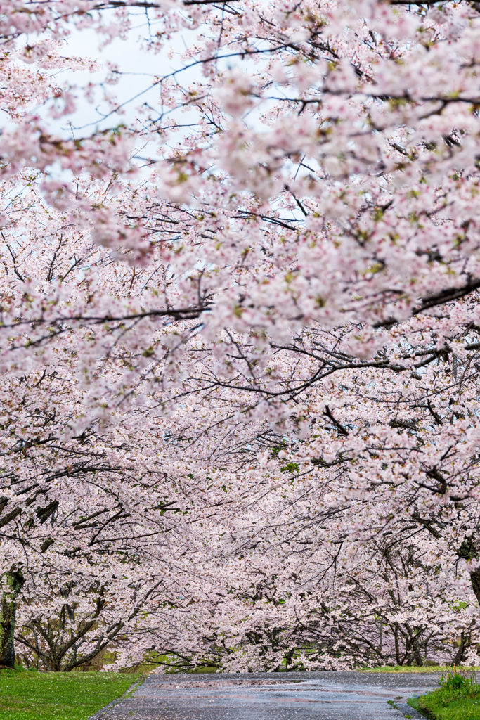 桜壁