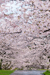 桜壁