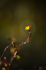 雑草の華