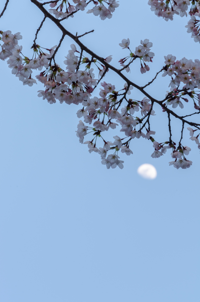 桜と月