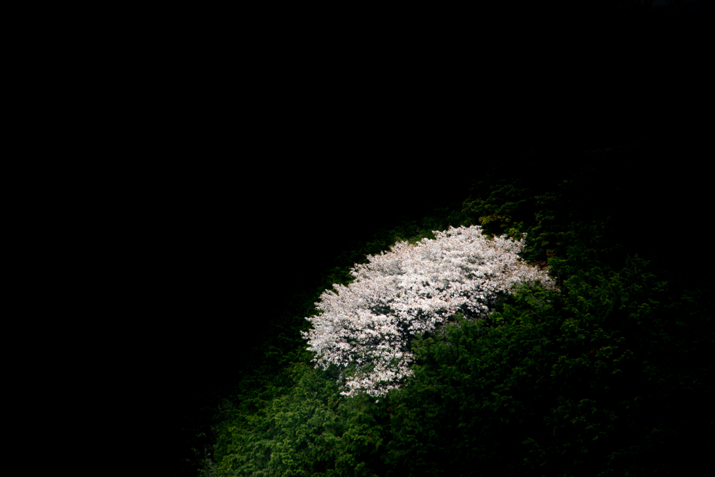 夢桜（D800E)