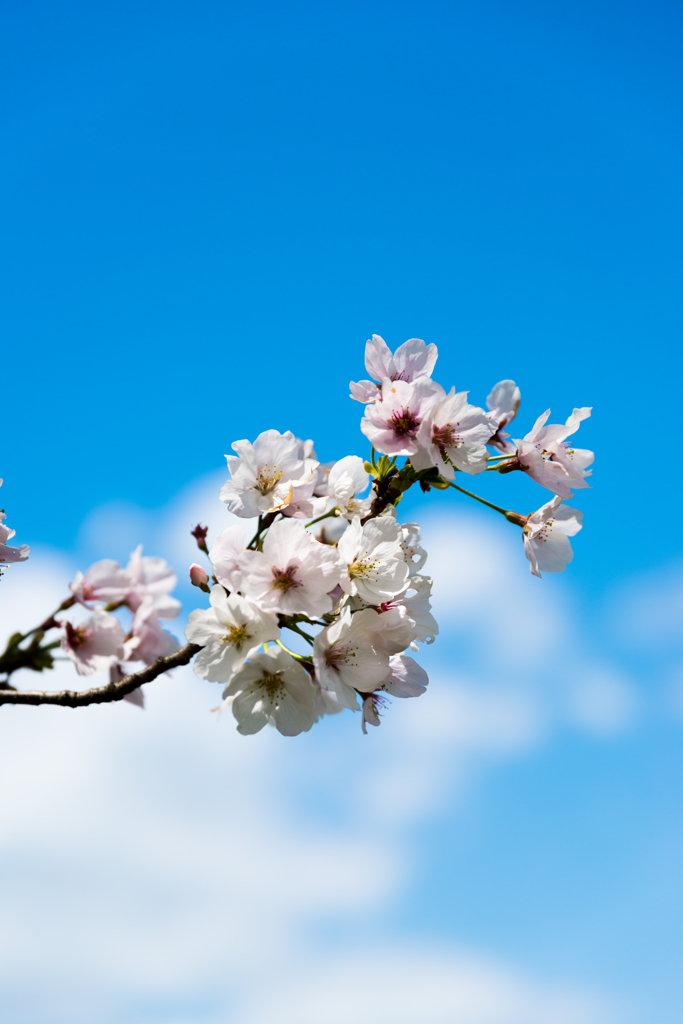 青空の桜