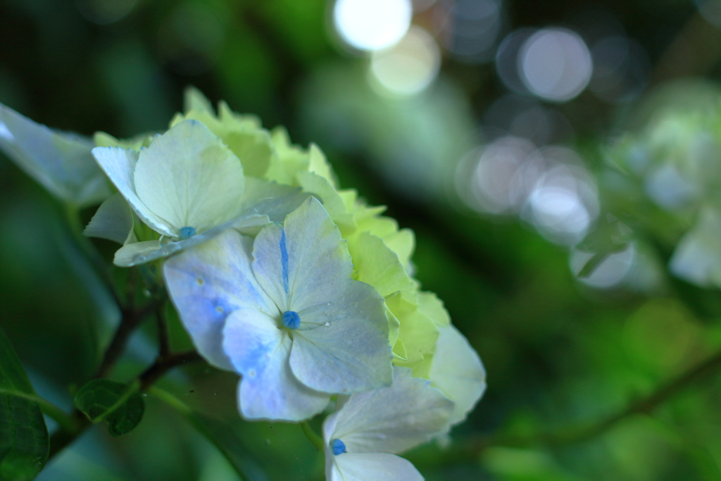 光ふりそそぐ花２