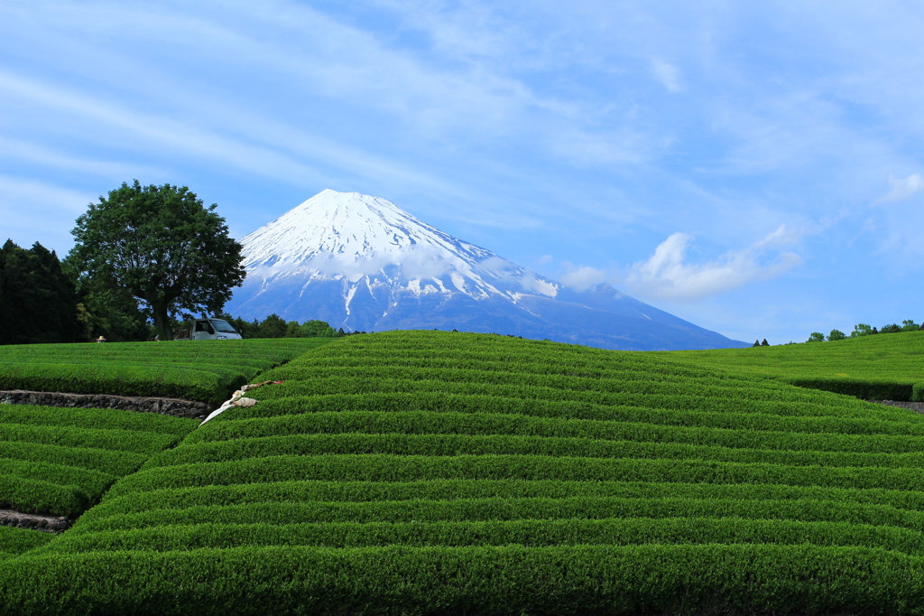 作業中の（？）茶畑