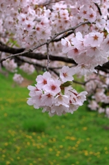 空き地の桜
