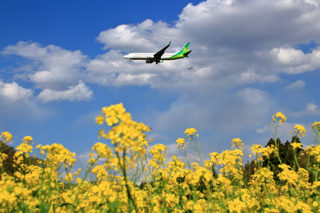 空飛ぶ菜の花