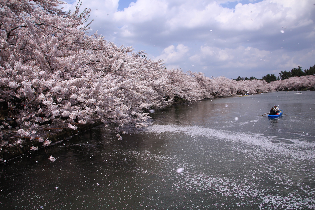 西濠の桜吹雪