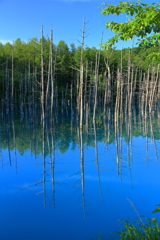 初夏の青い池