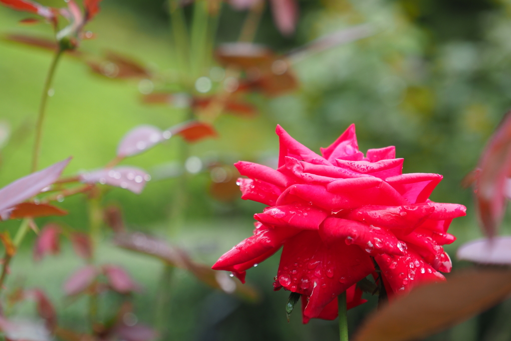 バラに光る雨