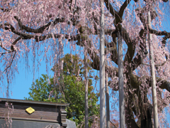 降り注ぐ桜