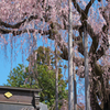 降り注ぐ桜