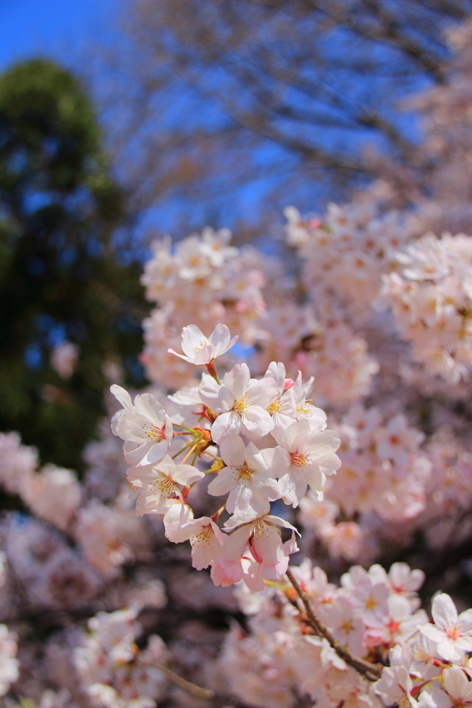 桜