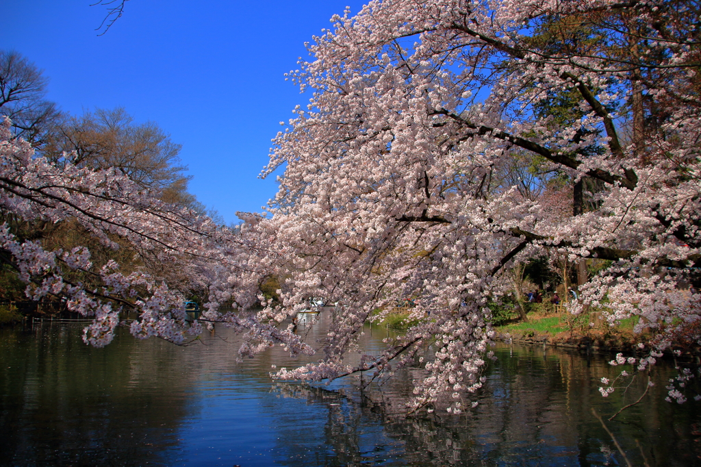 桜と青空