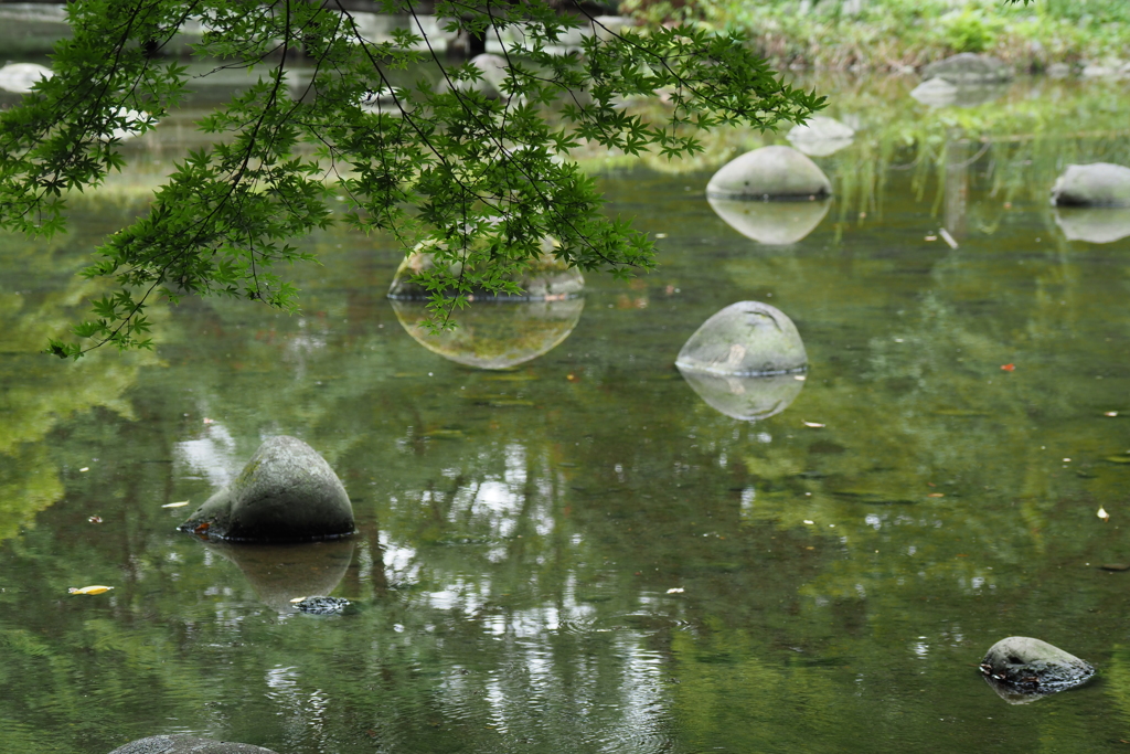 水辺の青もみじ