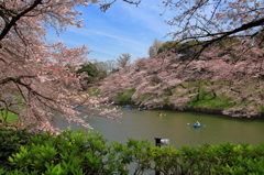 花にそそぐひかり