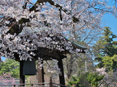 釣鐘と桜