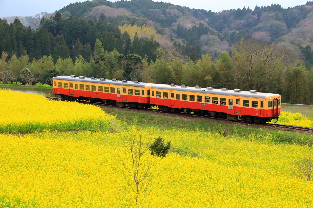 山桜を臨む菜の花畑