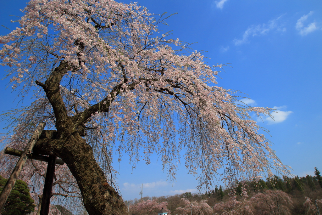 空に伸びる桜
