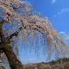 空に伸びる桜