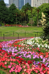 日比谷公園の花壇
