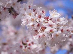 4月1日の桜