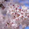 4月1日の桜