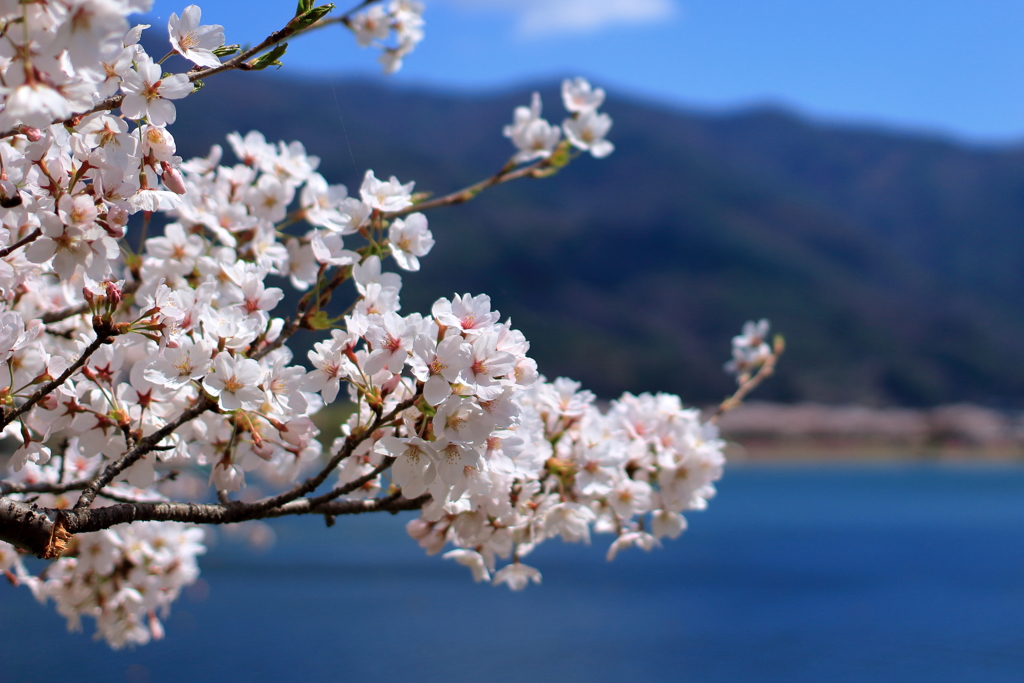 桜クローズアップ