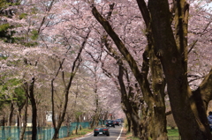桜のトンネル通過中