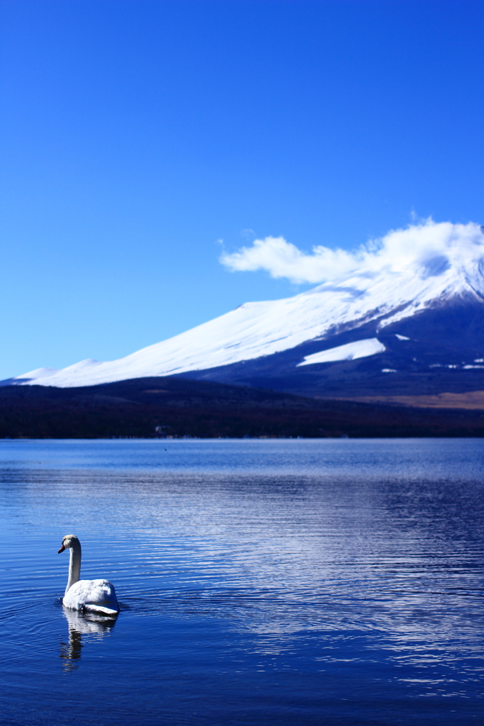 山中湖の白鳥