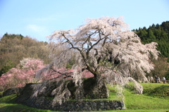 又兵衛桜