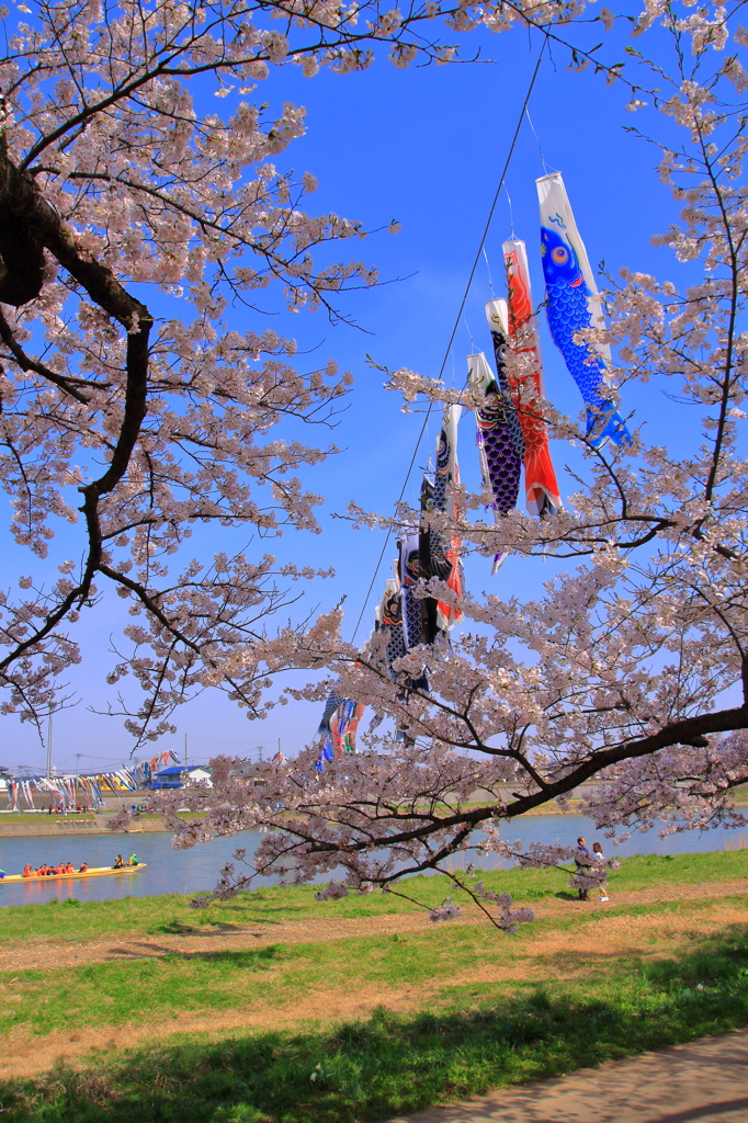 北上川のこいのぼり