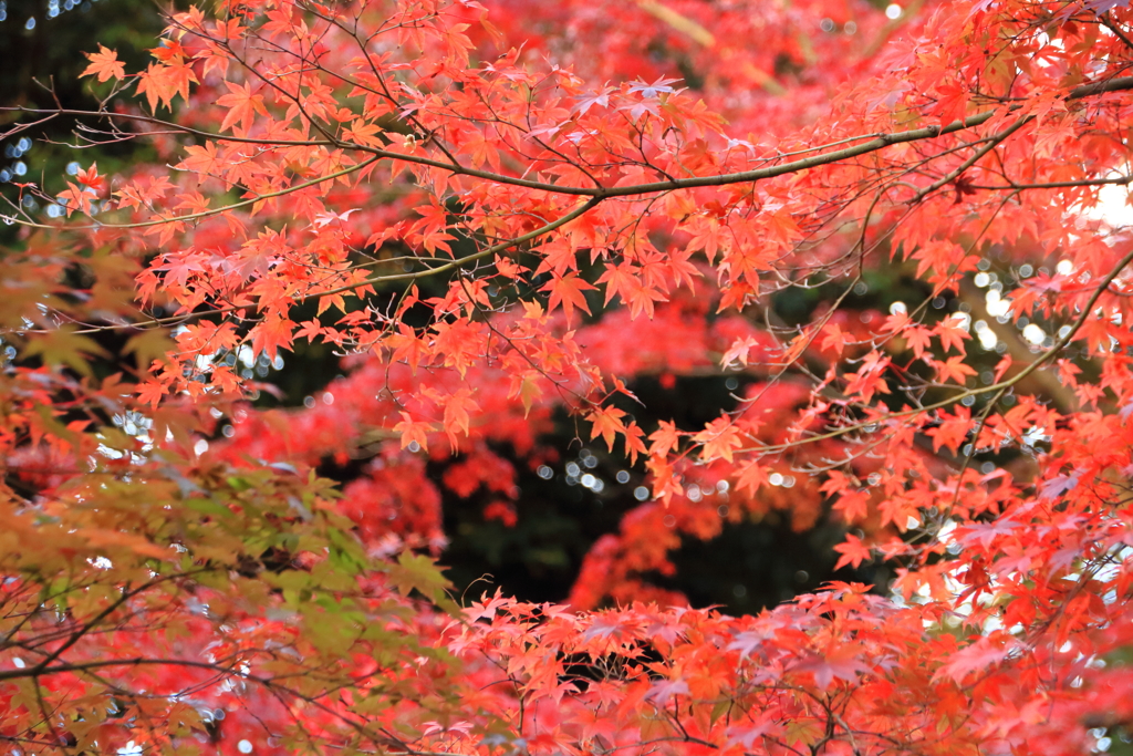 白い花びら