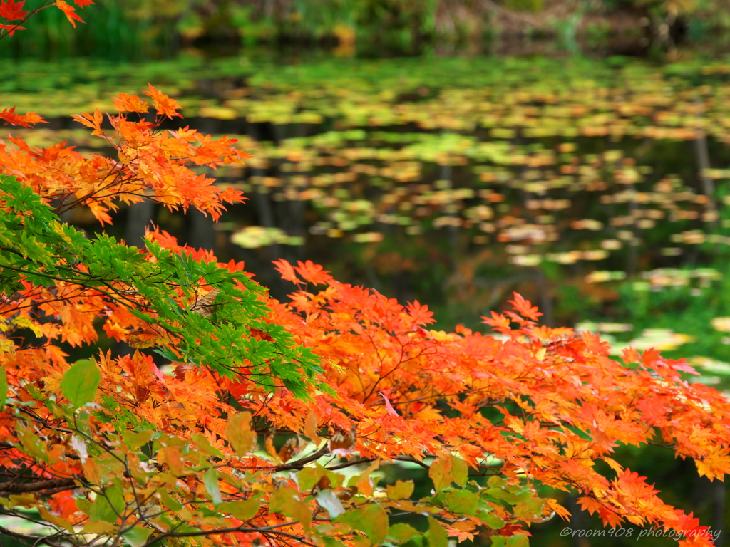 水辺の紅葉