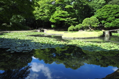 東京の青い池
