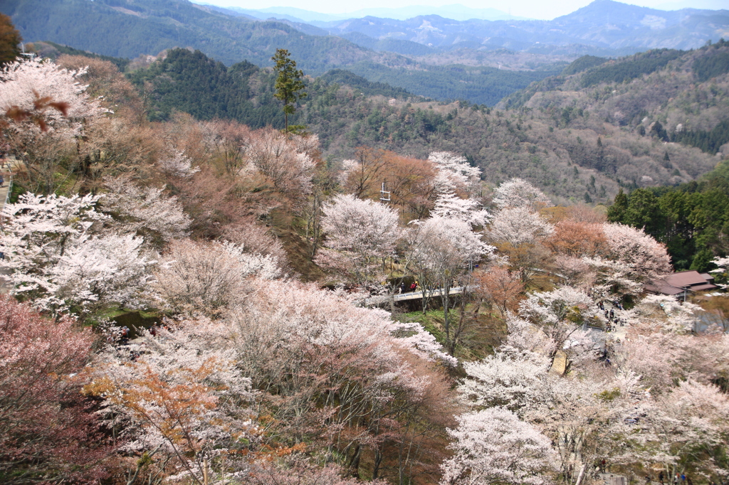 吉野山の桜