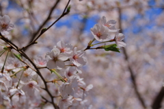 桜