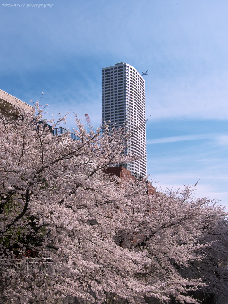 桜と飛行機