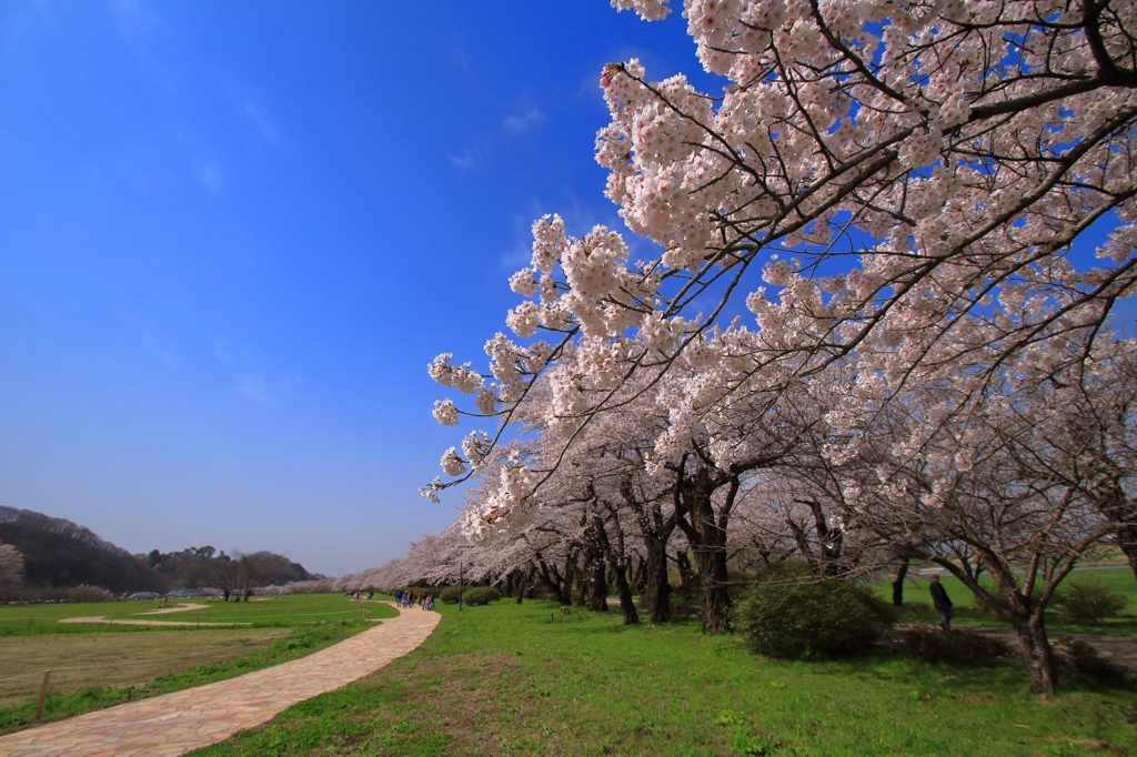 どこまでも桜