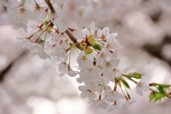 2017年の桜よさようなら