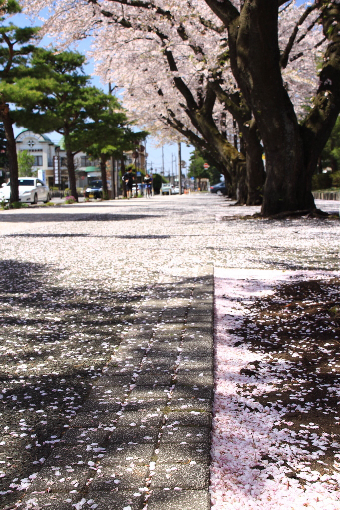 散ってしまった花びらたち