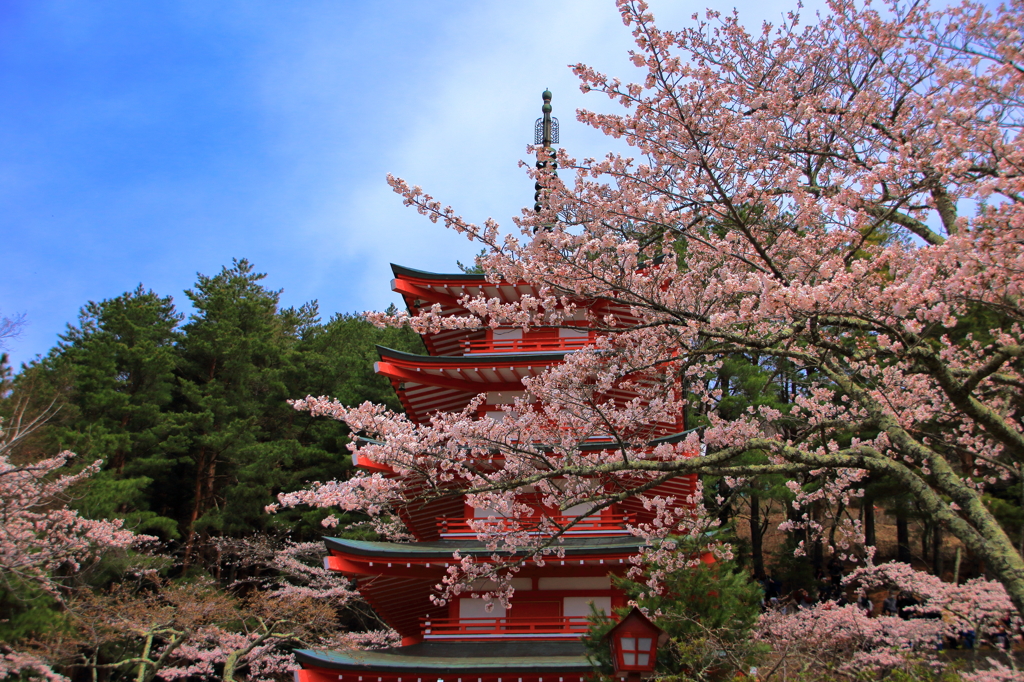 桜と五重塔２