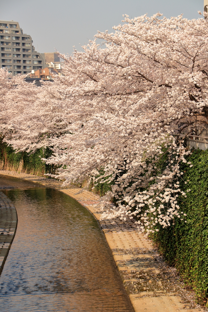 ピークの桜