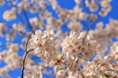 パフィーの桜