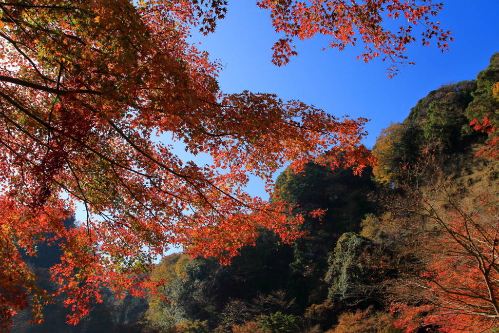 紅葉