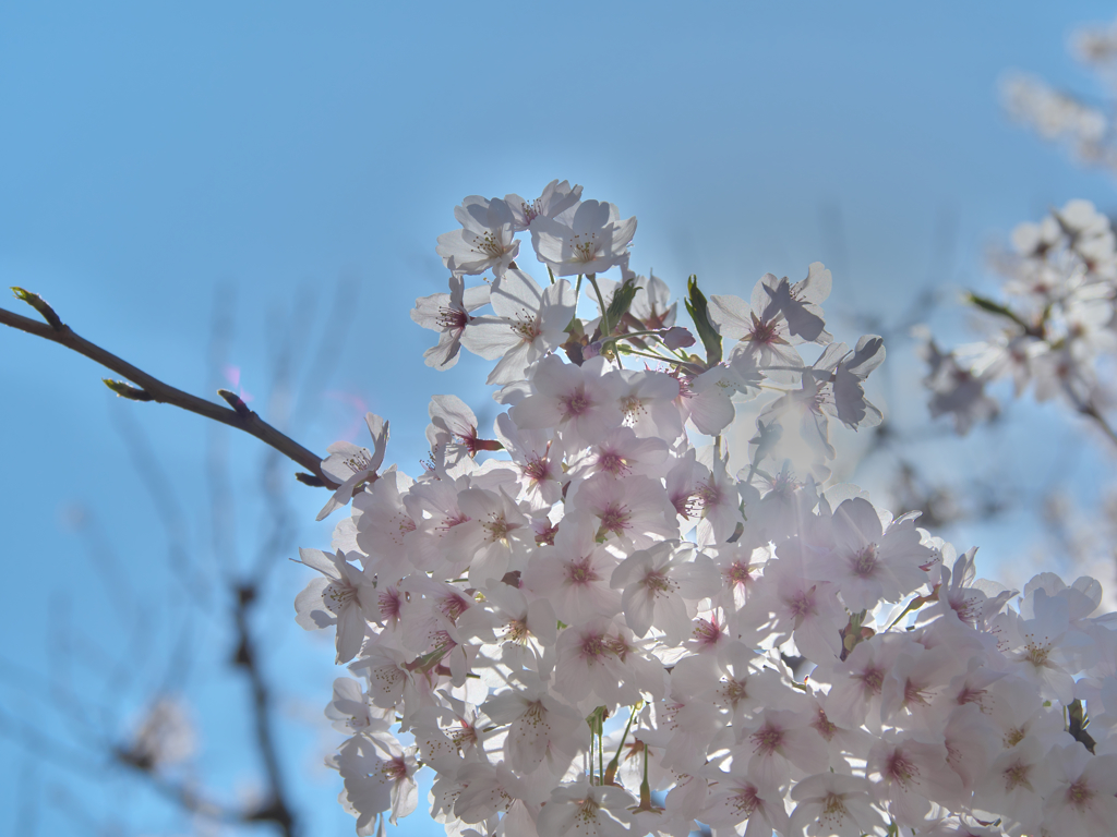 4月4日の桜